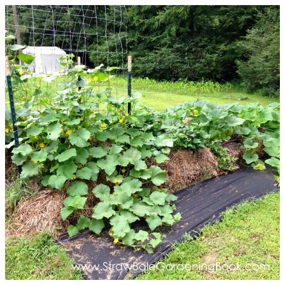 When You Grow In Straw, You Can Grow Anywhere…
