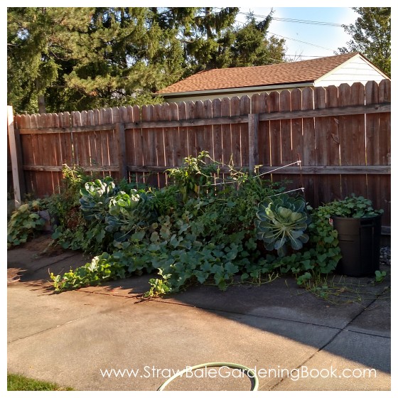 Straw Bale Garden Setup On A Driveway...