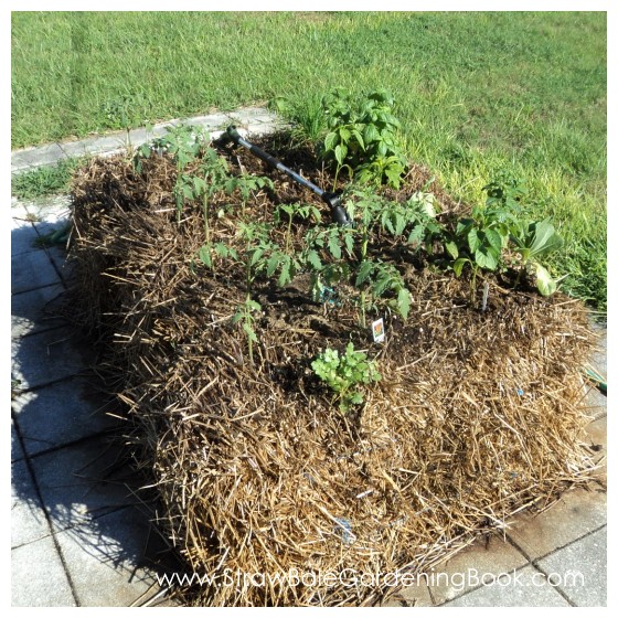 Straw Bale Garden Setup On Pavers...