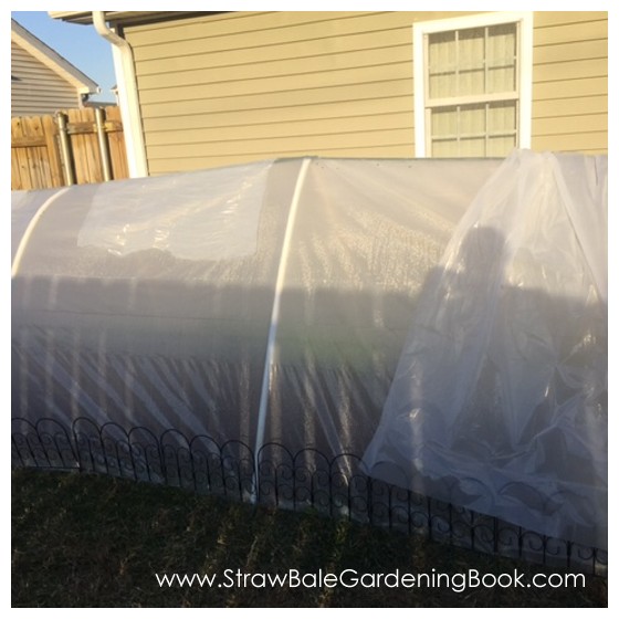Poly Tunnel Surrounding A Straw Bale Garden...