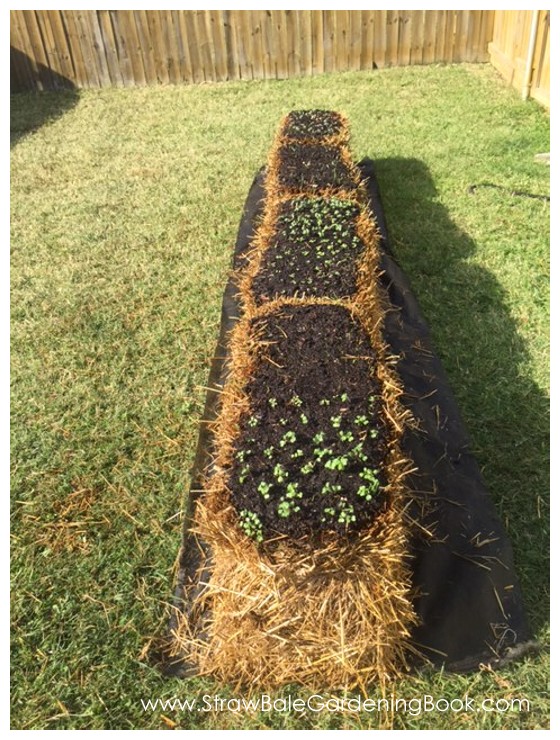 Straw Bale Garden Planted & Covered With A Poly Tunnel...