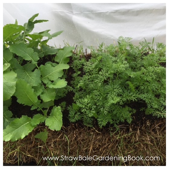 Straw Bale Garden Planted & Covered With A Poly Tunnel...