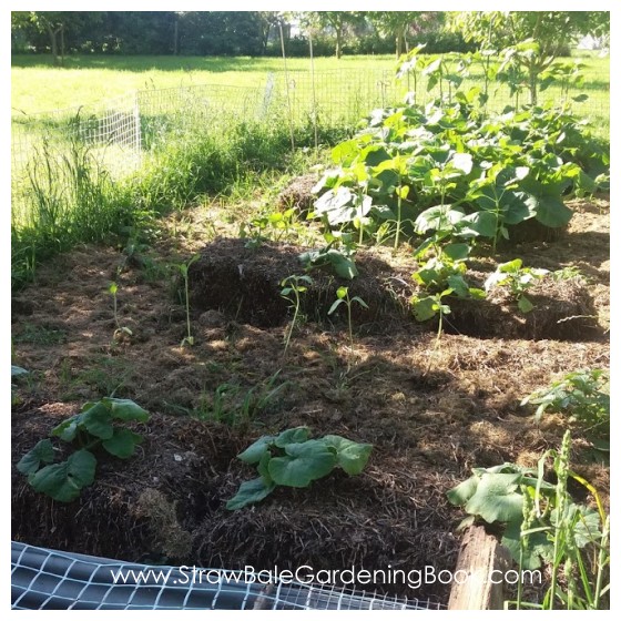 Straw Bale Garden Photo Gallery… Straw Bale Gardening