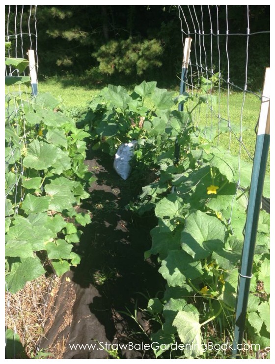 Straw Bale Garden Photo Gallery… Straw Bale Gardening