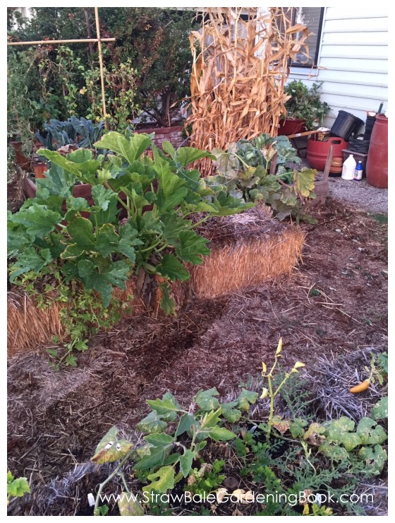 Straw Bale Garden Photo Gallery… Straw Bale Gardening
