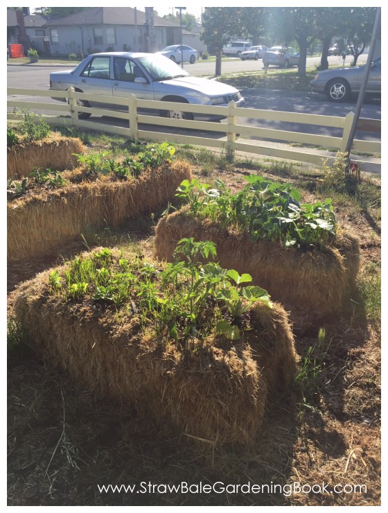 Straw Bale Garden Photo Gallery… Straw Bale Gardening