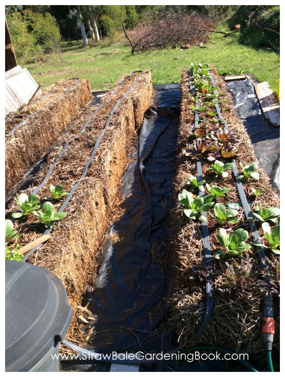 Straw Bale Garden Photo Gallery… Straw Bale Gardening