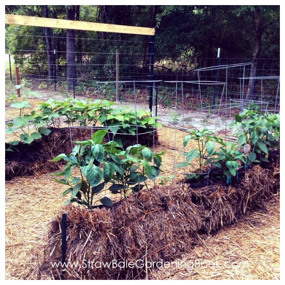 Straw Bale Garden Photo Gallery… Straw Bale Gardening